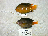  ( - KUT 4260)  @11 [ ] Unspecified (default): All Rights Reserved  University of Kansas Biodiversity Institute (KUBI) Unspecified