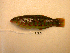  ( - KUT 5522)  @11 [ ] Unspecified (default): All Rights Reserved  University of Kansas Biodiversity Institute (KUBI) Unspecified