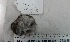  (Phodopus - VS-M1)  @11 [ ] Copyright (2020) Unspecified University of KwaZulu-Natal