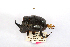  (Copris hispanus - CCDB32177-H11)  @11 [ ] Copyright (2019) Unspecified Universite Saint-Joseph