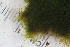  ( - 2016_BIO309A_45)  @11 [ ] CreativeCommons - Attribution Non-Commercial Share-Alike (2016) University of Bergen University of Bergen, Natural History Collections