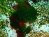  (Bryopsis sp - GWS036826)  @11 [ ] Unspecified (default): All Rights Reserved  Unspecified Unspecified