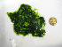  (Urospora speciosa - GWS037955)  @11 [ ] Unspecified (default): All Rights Reserved  Unspecified Unspecified