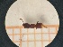  ( - UM-AACC-0056)  @11 [ ] by-nc-sa (2021) Thibaud Decaëns Universite Montpellier, CEFE Lab
