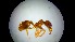  (Aphaenogaster dulciniae - UM-AACC-0175)  @11 [ ] by-nc-sa (2022) Thibaud Decaëns Universite Montpellier, CEFE Lab