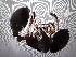  ( - UM-AACC-0234)  @11 [ ] by-nc-sa (2022) Thibaud Decaëns Universite Montpellier, CEFE Lab