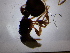  ( - UM-AACC-0245)  @11 [ ] by-nc-sa (2022) Thibaud Decaëns Universite Montpellier, CEFE Lab