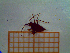  ( - UM-AANN-0042)  @11 [ ] by-nc-sa (2021) Thibaud Decaëns Universite Montpellier, CEFE Lab