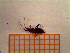  ( - UM-AANN-0091)  @11 [ ] by-nc-sa (2021) Thibaud Decaëns Universite Montpellier, CEFE Lab
