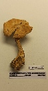 ( - UM-AASS-121)  @11 [ ] by-nc-sa (2021) Thibaud Decaëns Universite Montpellier, CEFE Lab