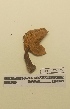  (Lactarius atlanticus - UM-AASS-145)  @11 [ ] by-nc-sa (2021) Thibaud Decaëns Universite Montpellier, CEFE Lab