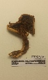  (Tricholoma album - UM-AASS-147)  @11 [ ] by-nc-sa (2021) Thibaud Decaëns Universite Montpellier, CEFE Lab