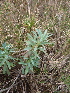  (Euphorbia characias - UM-AARR-0203)  @11 [ ] CreativeCommons - Attribution Share-Alike (2023) G Papuga Universite Montpellier, CEFE Lab