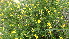  (Jasminum fruticans - UM-AASS-0180)  @11 [ ] CreativeCommons - Attribution Share-Alike (2023) G Papuga Universite Montpellier, CEFE Lab