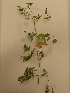  ( - UM_ACAZ_0234)  @11 [ ] by-nc-sa (2022) Aurélien Caries Universite Montpellier