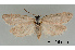  (Cnephasia hellenica - UM_ACPN_00006)  @11 [ ] by-nc-sa (2023) Gérard Labonne Universite Montpellier