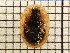  ( - UM_AAAA_00650)  @11 [ ] by-nc-sa (2023) Sebastien J. Puechmaille University of Montpellier
