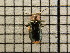  (Attalus varitarsis - UM_AAAA_00710)  @11 [ ] by-nc-sa (2023) Sebastien J. Puechmaille University of Montpellier