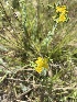  (Hypericum tomentosum - UM-AARR-0211)  @11 [ ] by-nc-sa (2022) Guillaume Papuga Universite Montpellier
