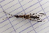  (Fibla hesperica - UM_ABDC_00094)  @11 [ ] by-nc-sa (2022) Sophie Clauzon Universite Montpellier