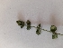  (Clinopodium nepeta - UM_ABSR_00090)  @11 [ ] by-nc-sa (2022) Julie Alauzet Universite Montpellier