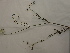  (Daucus carota - UM_ABSR_00152)  @11 [ ] by-nc-sa (2022) Julie Alauzet Universite Montpellier