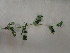  (Coronilla valentina subsp. glauca - UM_ABSR_00166)  @11 [ ] by-nc-sa (2022) Julie Alauzet Universite Montpellier