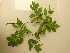  (Fraxinus ornus - UM_ABTS_00131)  @11 [ ] by-nc-sa (2022) Colliot Ilona Universite Montpellier
