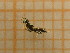  ( - UM_ABTS_00185)  @11 [ ] by-nc-sa (2022) Colliot Ilona Universite Montpellier