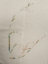  (Piptatherum miliaceum - UM_ACAZ_0116)  @11 [ ] by-nc-sa (2022) AurÃ©lien Caries Universite Montpellier