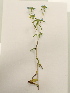  (Rubus ulmifolius - UM_ACAZ_0149)  @11 [ ] by-nc-sa (2022) AurÃ©lien Caries Universite Montpellier