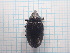  (Larinus ochreatus - UM_ACEC_0066)  @11 [ ] by-nc-sa (2022) Unspecified Universite Montpellier