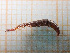  ( - UM_ACIG_0066)  @11 [ ] by-nc-sa (2022) Ruel Marie Universite Montpellier