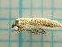  (Lixus scabricollis - UM_ACKI_0123)  @11 [ ] by-nc-sa (2022) Alexandre THETIOT Universite Montpellier