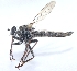  (Tolmerus corsicus - UM_AAFF_00090)  @11 [ ] by-nc-sa (2023) Benoit Nabholz Universite Montpellier