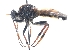  (Cyrtopogon ruficornis - UM_AAFF_00099)  @11 [ ] by-nc-sa (2023) Benoit Nabholz Universite Montpellier
