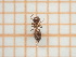  (Crematogaster sordidula - UM_ACTR_0184)  @11 [ ] by-nc-sa (2023) Thibaud Decaëns Universite Montpellier