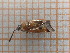  (Deraeocoris punctum - UM_ACWU_0022)  @11 [ ] by-nc-sa (2023) Thibaud Decaëns Universite Montpellier