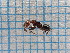  ( - UM_ACSQ_0152)  @11 [ ] by-nc-sa (2023) Thibaud Decaëns Universite Montpellier