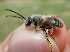  (Eucera collaris - UM_AAFF_00395)  @11 [ ] by-nc-sa (2024) Benoit Nabholz Universite Montpellier