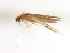  (Rhyacopsyche peruviana - RBCAD-2270)  @11 [ ] CreativeCommons - Attribution (2009) Unspecified Centre for Biodiversity Genomics