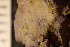  (Microporellidae - BGE_00264_A10)  @11 [ ] Creative Commons  Attribution Non-Commercial Share-Alike (2025) NTNU University Museum, Department of Natural History NTNU University Museum, Department of Natural History