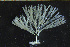  (Bugulina simplex - BGE_00264_E09)  @11 [ ] Creative Commons  Attribution Non-Commercial Share-Alike (2025) NTNU University Museum, Department of Natural History NTNU University Museum, Department of Natural History