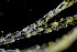  ( - BGE_00262_E03)  @11 [ ] Creative Commons  Attribution Non-Commercial Share-Alike (2024) NTNU University Museum, Department of Natural History NTNU University Museum, Department of Natural History