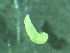  (Peresiella - BGE_00237_F06)  @11 [ ] Creative Commons BY NC SA (2025) University of Bergen Natural History Collections