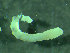  ( - BGE_00237_F04)  @11 [ ] Creative Commons BY NC SA (2025) University of Bergen Natural History Collections