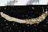  ( - BGE_00239_B06)  @11 [ ] Creative Commons BY NC SA (2025) University of Bergen Natural History Collections