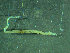  ( - BGE_00237_C05)  @11 [ ] Creative Commons BY NC SA (2025) University of Bergen Natural History Collections