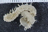  ( - BGE_00239_A07)  @11 [ ] Creative Commons BY NC SA (2025) University of Bergen Natural History Collections