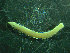  ( - BGE_00245_E12)  @11 [ ] Creative Commons BY-SA (2024) University of Bergen Natural History Collections